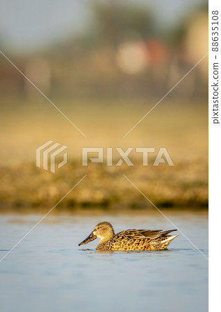 Gadwall or Mareca strepera in golden hour morning light floating in water with reflection and eye contact in shallow water at keoladeo national park or bharatpur bird sanctuary rajasthan india 88635108