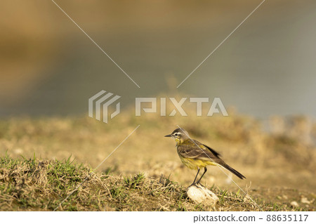 western yellow wagtail or Motacilla flava bird portrait perched during safari at keoladeo national park or bharatpur bird sanctuary rajasthan india asia western yellow wagtail or Motacilla flava bird portrait perched during safari at keoladeo national park or bharatpur bird sanctuary rajasthan india asia 88635117