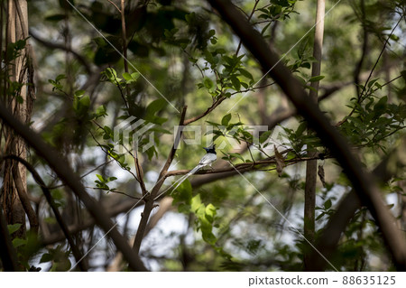 Indian paradise flycatcher or Terpsiphone paradisi or asian paradise flycatcher male bird perched on branch with long tail in natural green scenic frame at ranthambore National Park rajasthan India 88635125