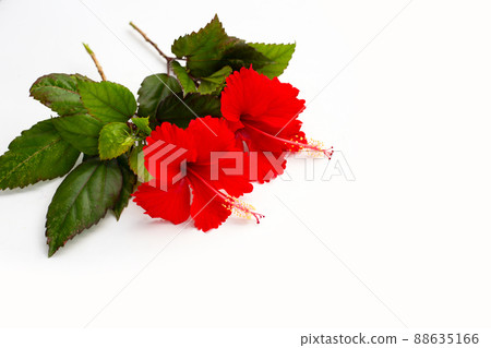 Hibiscus flower with leaves on white background. 88635166