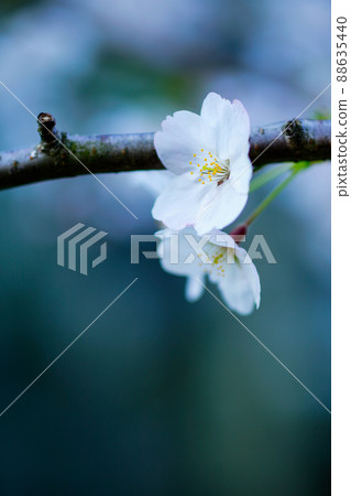 佐倉染井吉野（吉野櫻花） 88635440