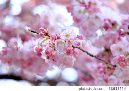 陽光櫻花 陽光櫻花 88635534