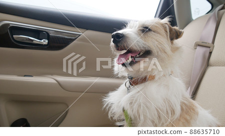 傑克羅素梗犬在汽車座椅上大笑 傑克羅素梗犬在汽車座椅上大笑 88635710