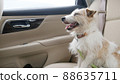 傑克羅素梗犬在汽車座椅上大笑 88635711