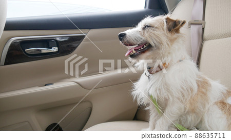 Jack Russell Terrier dog laughing in a car seat Jack Russell Terrier dog laughing in a car seat 88635711