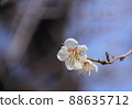 梅花 88635712