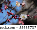 梅花 88635737