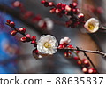 梅花 88635837