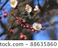 梅花 88635860
