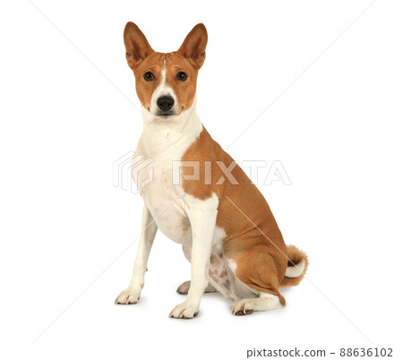 Thoroughbred Basenji dog isolated on white background Thoroughbred Basenji dog isolated on white background 88636102