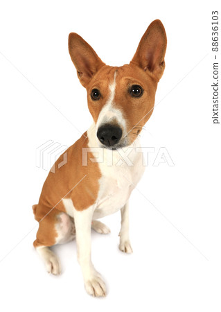 Purebred Basenji dog over white background Purebred Basenji dog over white background 88636103