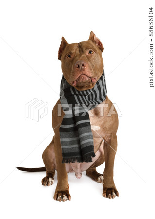 American Pit Bull Terrier dog with warm scarf around neck over white background American Pit Bull Terrier dog with warm scarf around neck over white background 88636104