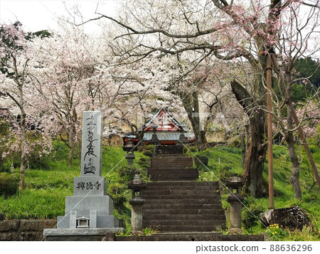 Shizuoka Prefecture Kotokuji Spring Scenery April Shizuoka Prefecture Kotokuji Spring Scenery April 88636296