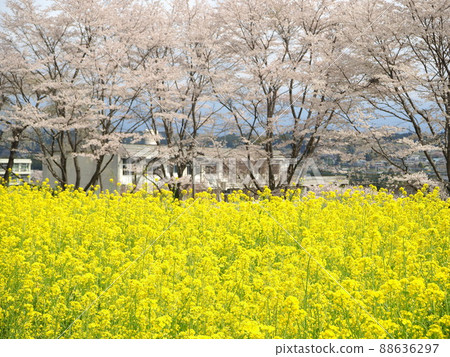 靜岡縣孝德寺春景四月 88636297