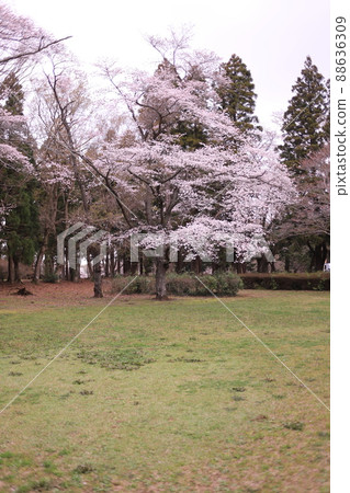 Cherry blossoms in full bloom, Izumi Nature Park 88636309