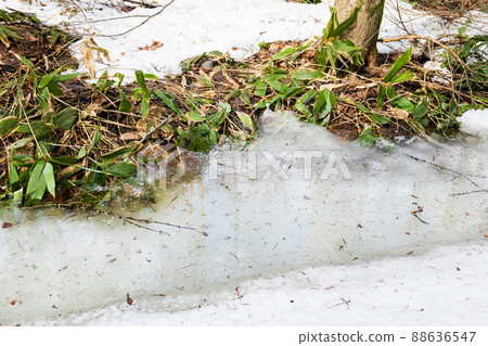 Fallen leaves and branches trapped in thawed ice 88636547
