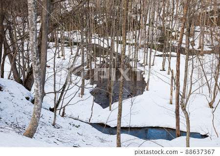 Spring snow and streams in Nopporo Forest Park Spring snow and streams in Nopporo Forest Park 88637367