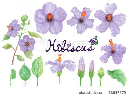 Blue hibiscus flowers, buds, leaves, branches hand-drawn illustration material watercolor style 88637579