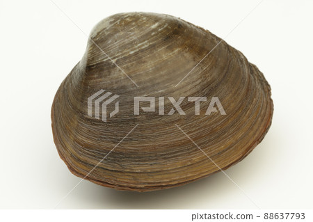 北海道曲棍球貝類 88637793