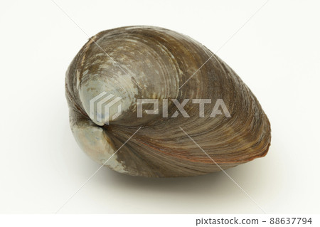 北海道曲棍球貝類 88637794