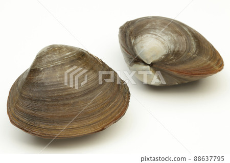 北海道曲棍球貝類 北海道曲棍球貝類 88637795