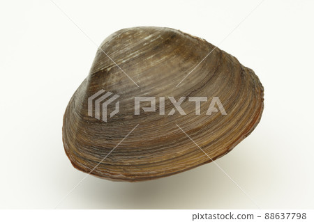 Hokkaido hockey shellfish 88637798