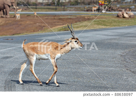 Eland Eland 88638097