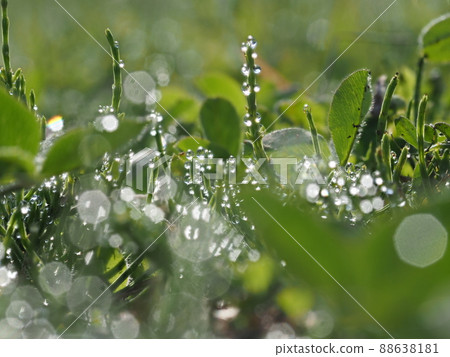 Water droplets of horsetail Water droplets of horsetail 88638181