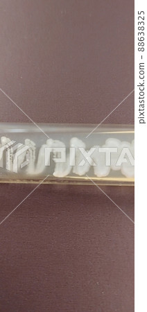 Yeast test tube culture 88638325