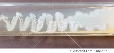 產生白色菌落的酵母 88638328