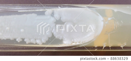 酵母菌落數 88638329