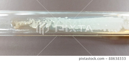 為保存而培養的酵母 88638333