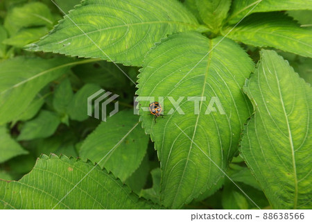 Sea turtle on the leaf 88638566