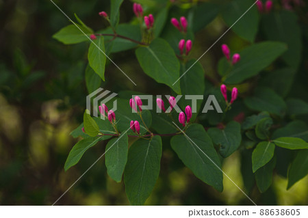Blooming branches of Tatarian honeysuckle or lonicera tatarica. Spring season, pink flowers 88638605