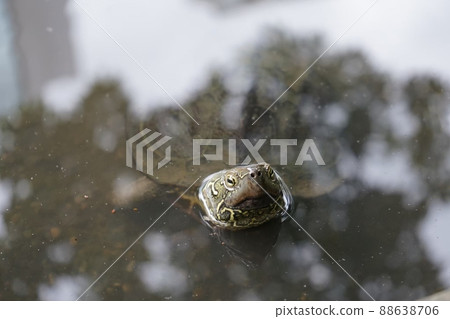 A little turtle A little turtle 88638706