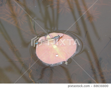 Kuroito Tombo 88638800