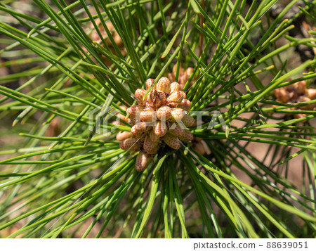 Immature male flowers of pine and shoot part to grow from now on Immature male flowers of pine and shoot part to grow from now on 88639051