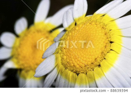 Wildflower, Sierra de Guadarrama National Park, Spain 88639394