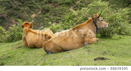 Casina Cow, Protected Landscape of Sierra de Cuera, Spain Casina Cow, Protected Landscape of Sierra de Cuera, Spain 88639395