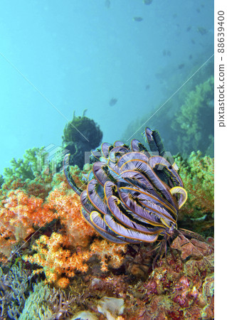 Feather Star, Lembeh, Indonesia 88639400