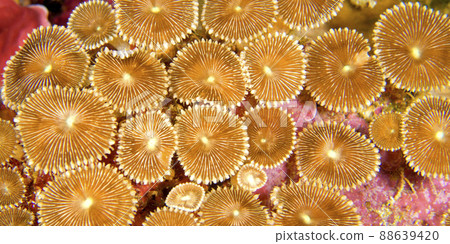 Zoanthids Colony, Bunaken National Marine Park, Indonesia Zoanthids Colony, Bunaken National Marine Park, Indonesia 88639420