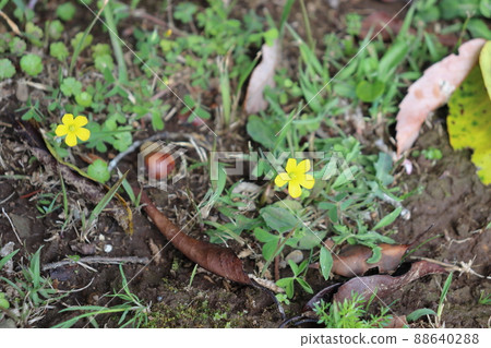 Catabyl黃色花 Catabyl黃色花 88640288