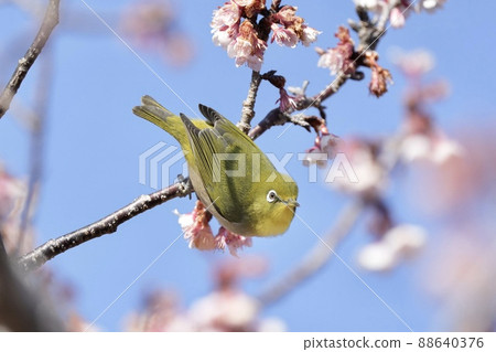 Yuan dynasty cherry blossoms and white-eye in Hokoen, Minamiboso City, Chiba Prefecture Yuan dynasty cherry blossoms and white-eye in Hokoen, Minamiboso City, Chiba Prefecture 88640376