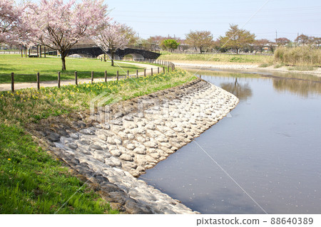 Onuma Water Park where cherry blossoms bloom Onuma Water Park where cherry blossoms bloom 88640389