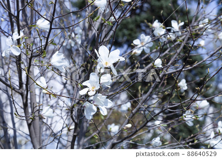 White magnolia blossoms in the park. White magnolia blossoms in the park. 88640529