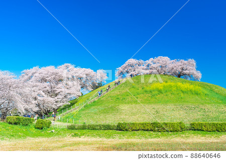Sakura at Saitama Kotoko Park 88640646