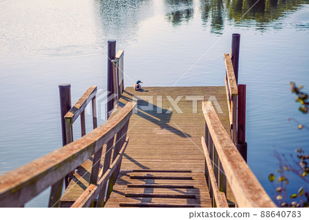 duck drake sit on the old wooden bridge near the water in Copenhagen, Denmark 88640783