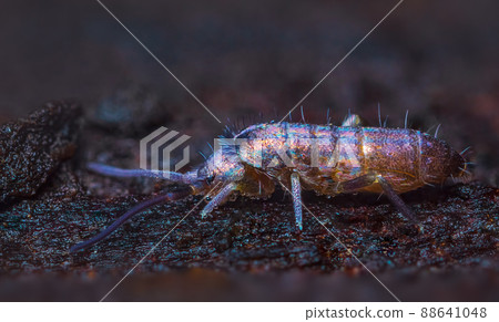 Slender springtail from Genus Tomocerus on wood, close up focus stacked macro photo Slender springtail from Genus Tomocerus on wood, close up focus stacked macro photo 88641048