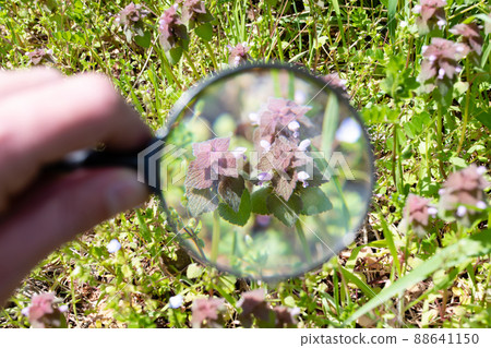 用放大鏡放大 henbit 用放大鏡放大 henbit 88641150