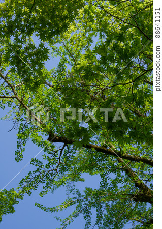 蓮花寺花園 蓮花寺花園 88641151